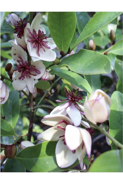 Magnolia laevifolia Вайт Кавіар цвітіння